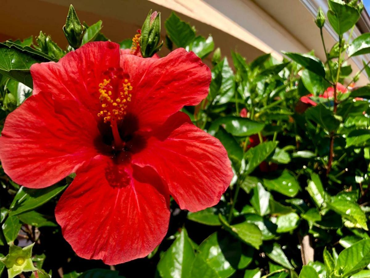 Dolce Hibiscus Lejlighed Olbia Eksteriør billede